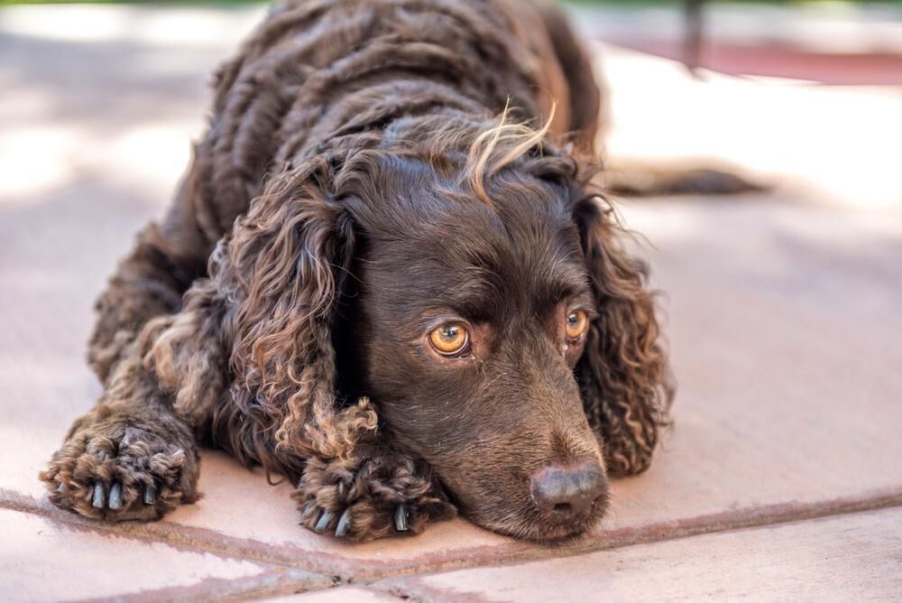 #36. American water spaniel (tie)